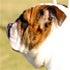 Nelia Duarte - Zoom Bulldogs avatar image
