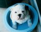 omegabulldogs avatar image