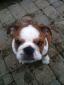 Ernie-the-Bulldog avatar image