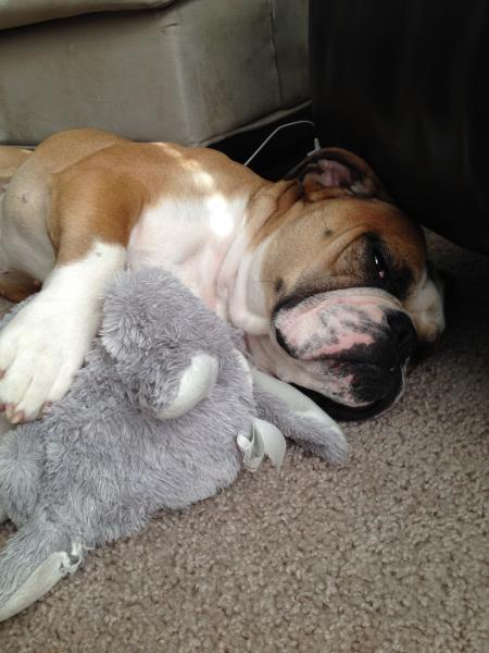 Bailey with her bunny