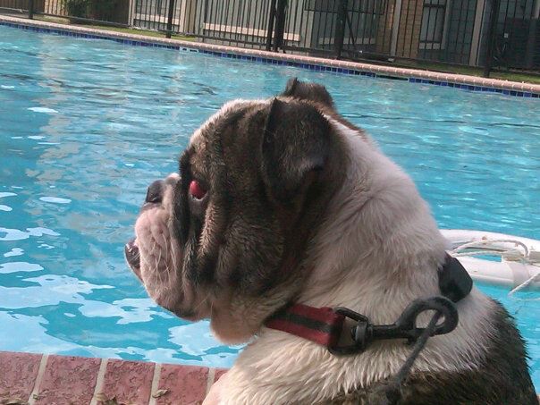 poolpup1.jpg