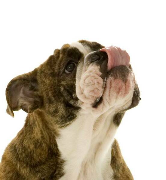 Bulldogs World - The Oldest English Bulldog website - since 1999