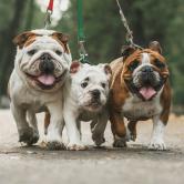 different types bulldogs