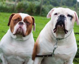The Differences Between English And American Bulldogs