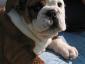 DecisiveBulldogs's picture