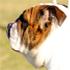 Nelia Duarte - Zoom Bulldogs's picture