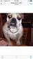 Bulldogrufus's picture