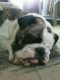 Stubborn_Bill's picture