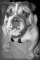 renesue's picture