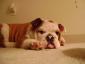 Bubba Capone's picture