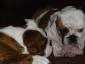 Snore-A-Bullz's picture