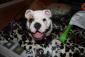 Diesel's picture