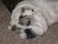 4MOkieLady's picture