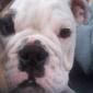 My little boy Sucre's picture
