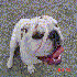 brigoul avatar image