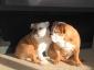 Maggie Porkchop and Bubba avatar image