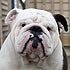 rottnbully avatar image