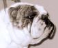 Kimbulldog avatar image
