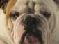 bcbullies avatar image