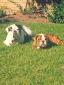 HANK-DA-TANK and GEORGIA avatar image