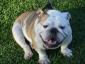 andyluvsbartthebulldog avatar image