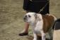 RorschachBulldogs avatar image