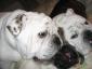Andrea Ruby Lola and Jigger avatar image