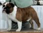 thunderstruckbulldog avatar image