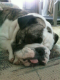 Stubborn_Bill avatar image