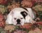 Heims_LuvsRBulldog avatar image