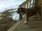 2beautifulbullies avatar image