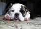 Raleigh the Bulldog avatar image