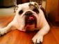 WE MISS OUR BULLY avatar image