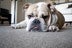 BullyLove77 avatar image