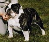 black brindle bulldog