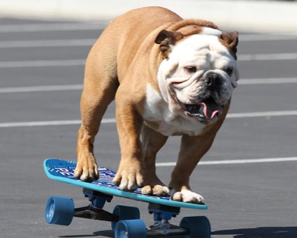 famous english bulldogs