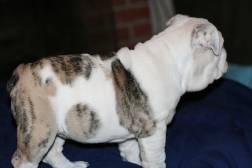 fawn brindle and white english bulldog