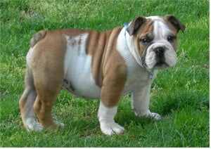 red and white british bulldog