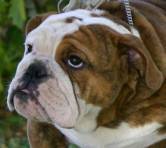 English Bulldog Color Chart