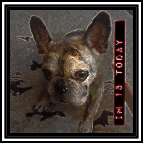 carmine is 15 today!
