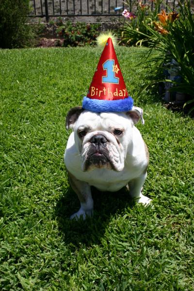 Happy Birthday Dooley