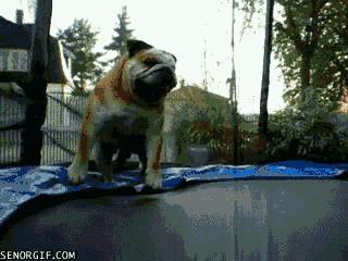 funnygifsbulldogonatrampoline_5.gif