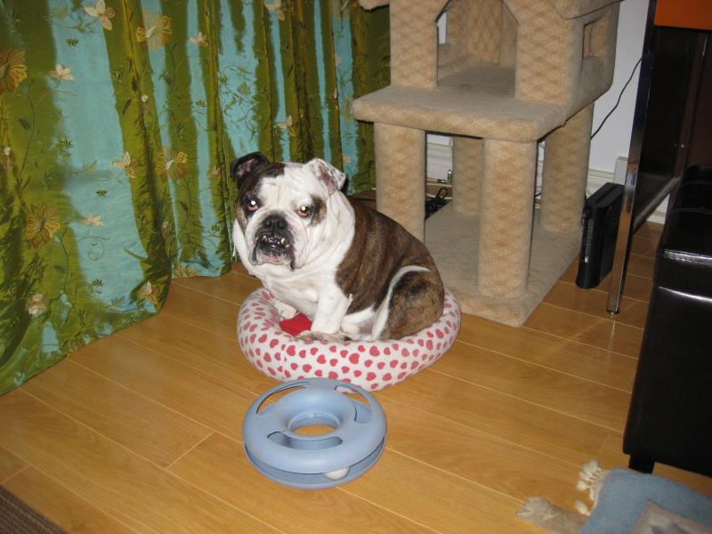 14 Cherry Eye Surgery In Cats Gallery