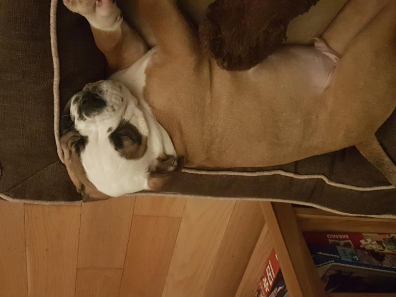 Rocky 11 Weeks
