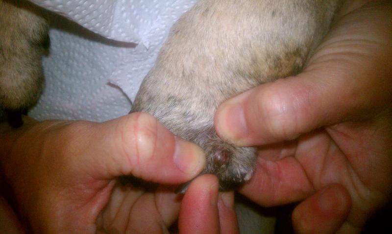 trudy_toe_1.jpg