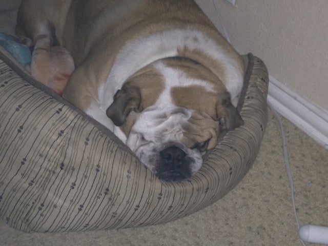 Smooshy face!