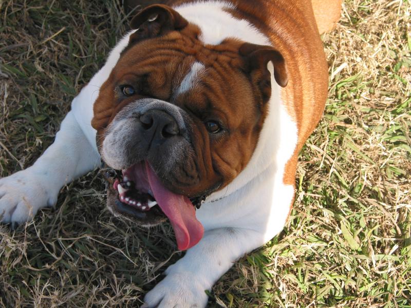 Beloved Spanky