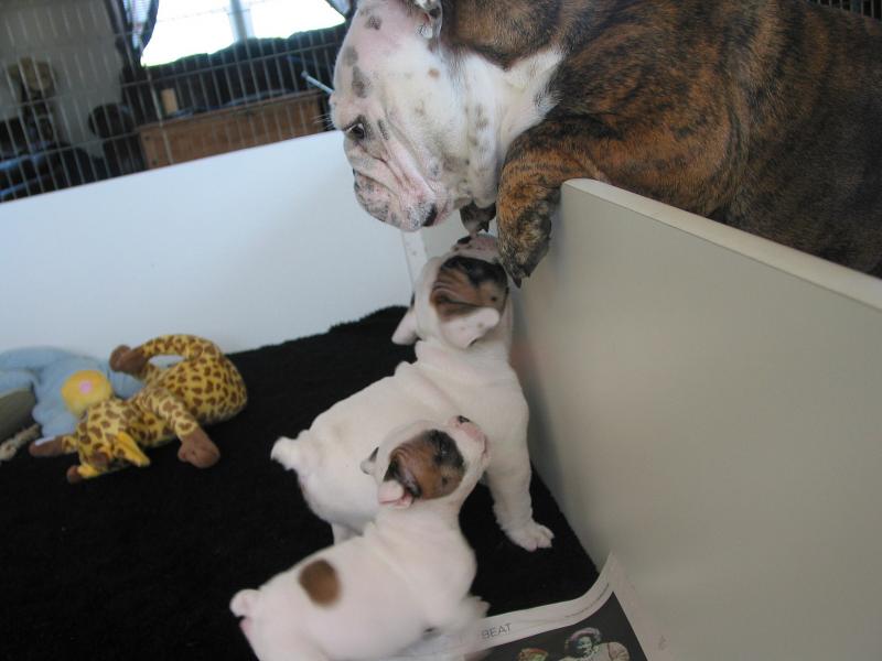 Max, his brother Junior and his Auntie Summer