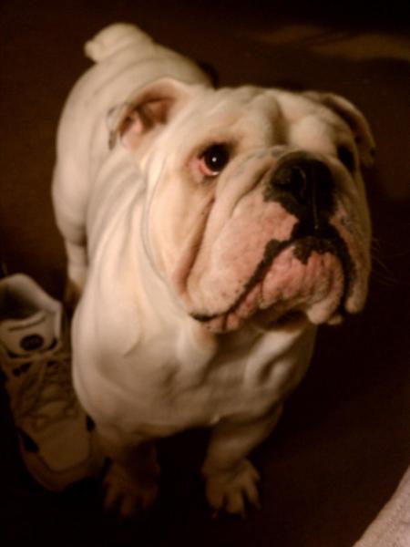 Tank on Christmas eve