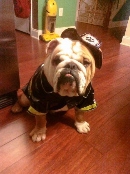 Fire Dog